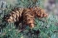 Oregon pine ، Douglas spruce